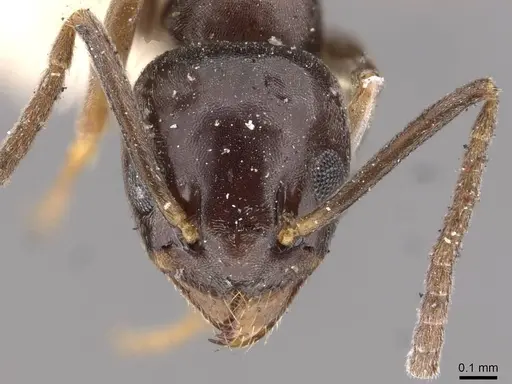 Tapinoma madeirense - CASENT0909761