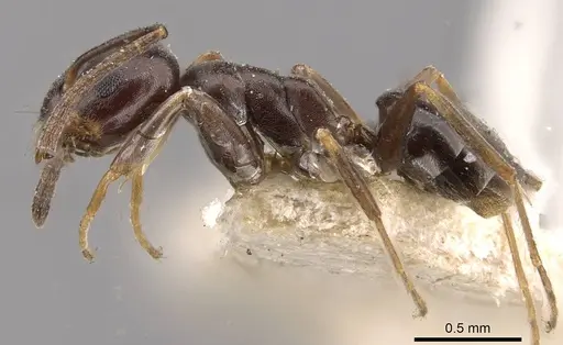 Tapinoma madeirense - CASENT0909761