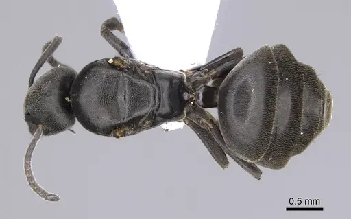 Tapinoma madeirense - CASENT0914258