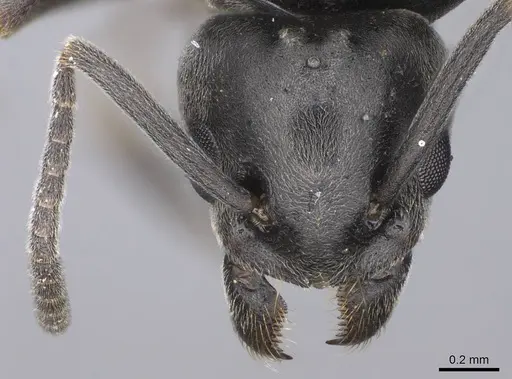 Tapinoma madeirense - CASENT0914258