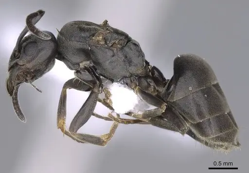 Tapinoma madeirense - CASENT0914258