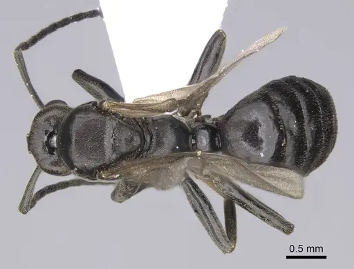 Tapinoma madeirense - CASENT0914259