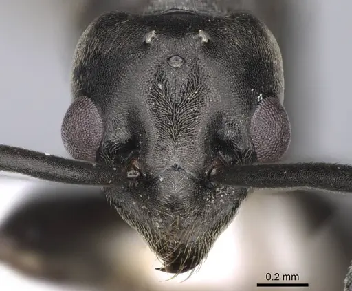 Tapinoma madeirense - CASENT0914259