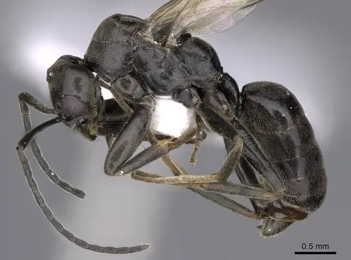 Tapinoma madeirense - CASENT0914259