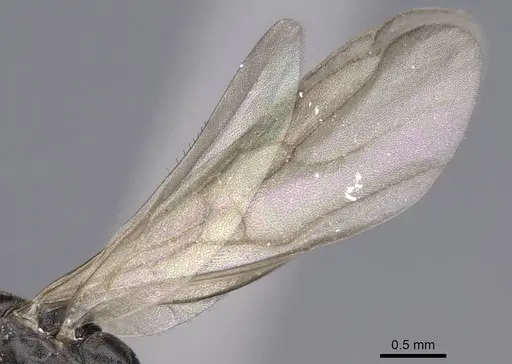 Tapinoma madeirense - CASENT0914259