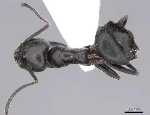 Tapinoma madeirense - CASENT0914260