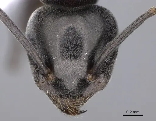 Tapinoma madeirense - CASENT0914260