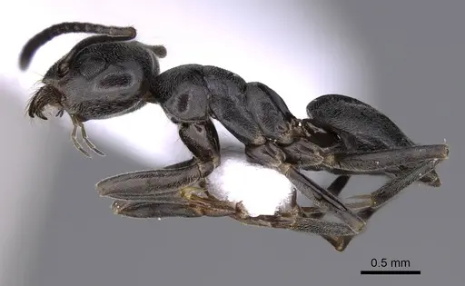 Tapinoma madeirense - CASENT0914260