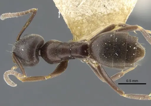 Tapinoma madeirense - CASENT0917132