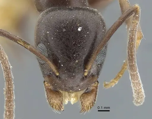 Tapinoma madeirense - CASENT0917132