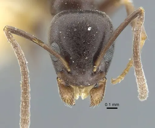 Tapinoma madeirense - CASENT0917132