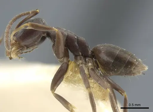 Tapinoma madeirense - CASENT0917132