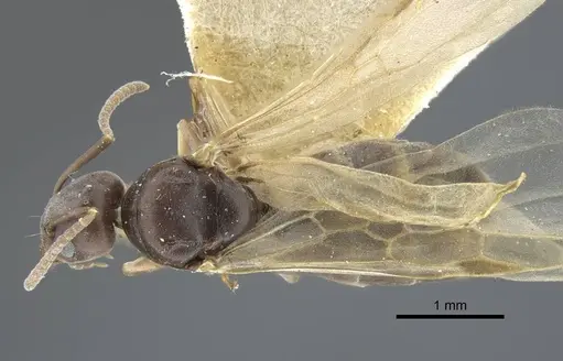 Tapinoma madeirense - CASENT0917133