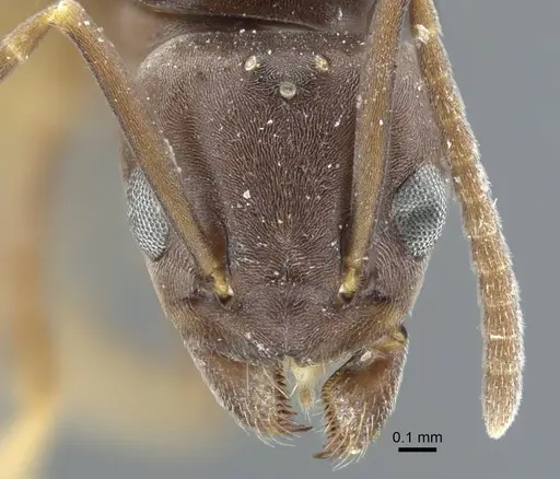 Tapinoma madeirense - CASENT0917133