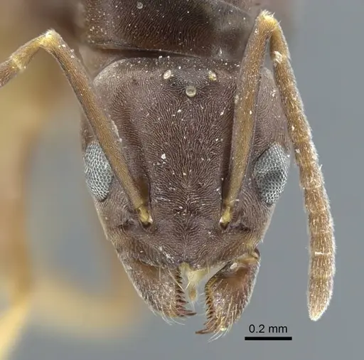 Tapinoma madeirense - CASENT0917133