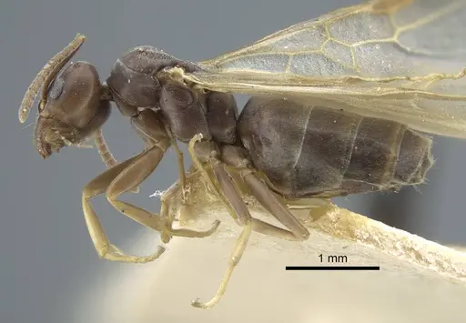 Tapinoma madeirense - CASENT0917133