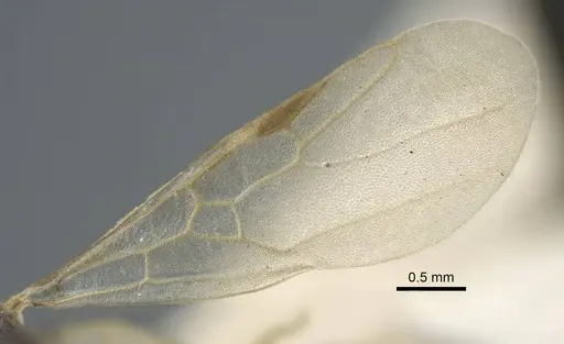 Tapinoma madeirense - CASENT0917133