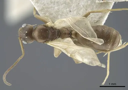 Tapinoma madeirense - CASENT0917134