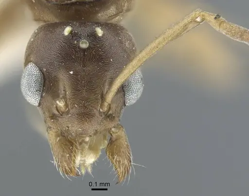 Tapinoma madeirense - CASENT0917134