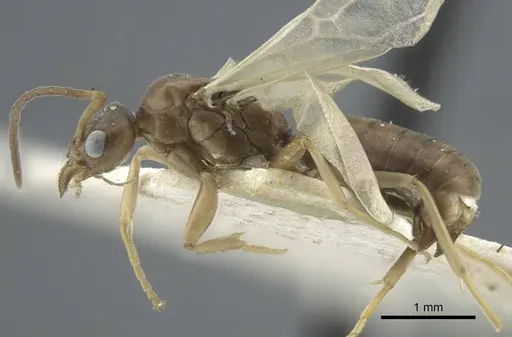 Tapinoma madeirense - CASENT0917134