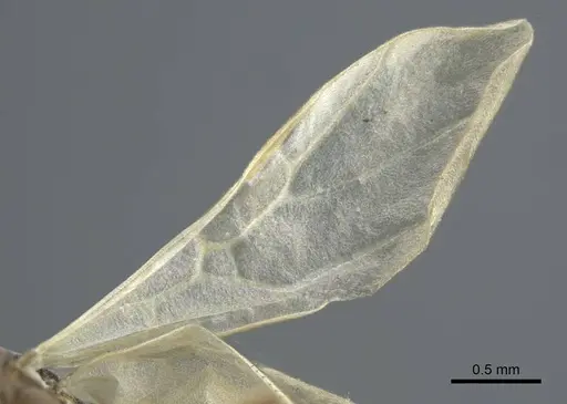 Tapinoma madeirense - CASENT0917134