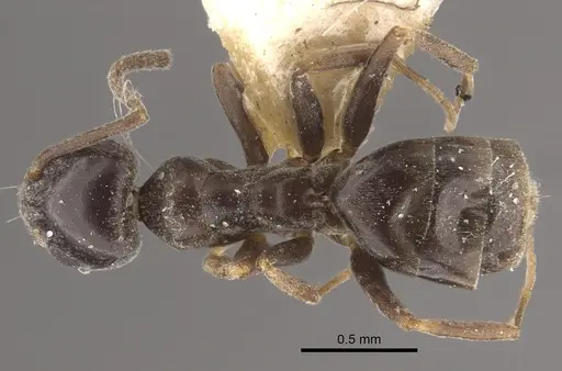 Tapinoma madeirense - CASENT0917848