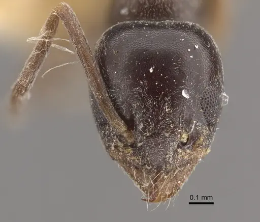 Tapinoma madeirense - CASENT0917848