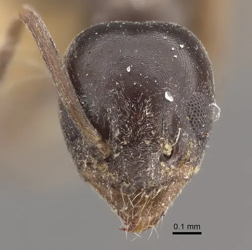 Tapinoma madeirense - CASENT0917848