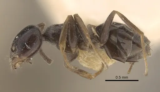 Tapinoma madeirense - CASENT0917848