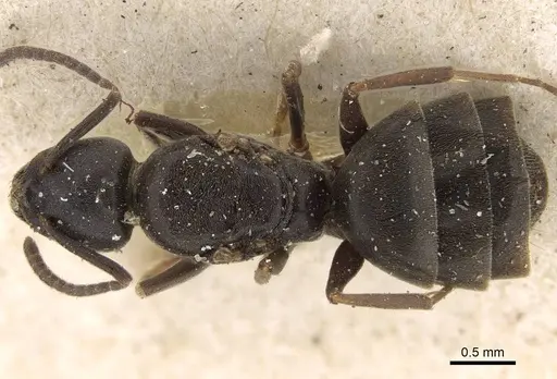 Tapinoma madeirense - CASENT0922452