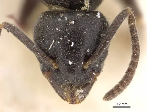 Tapinoma madeirense - CASENT0922452