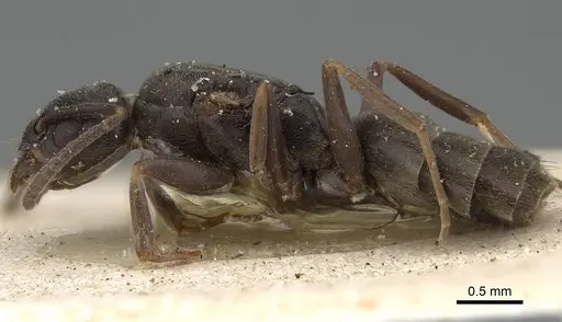 Tapinoma madeirense - CASENT0922452