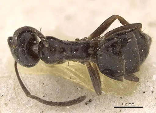 Tapinoma madeirense - CASENT0922453