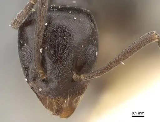 Tapinoma madeirense - CASENT0922453