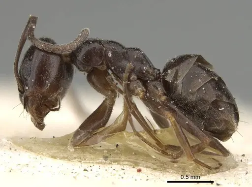 Tapinoma madeirense - CASENT0922453