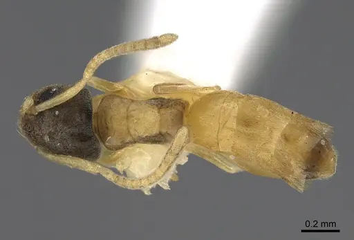 Tapinoma melanocephalum specimen