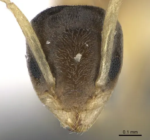 Tapinoma melanocephalum specimen