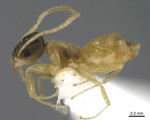 Tapinoma melanocephalum specimen