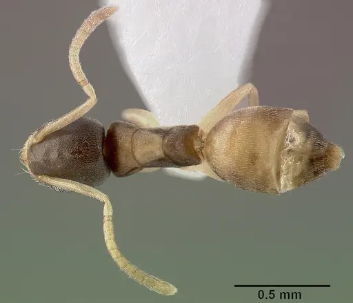 Tapinoma melanocephalum - CASENT0005325