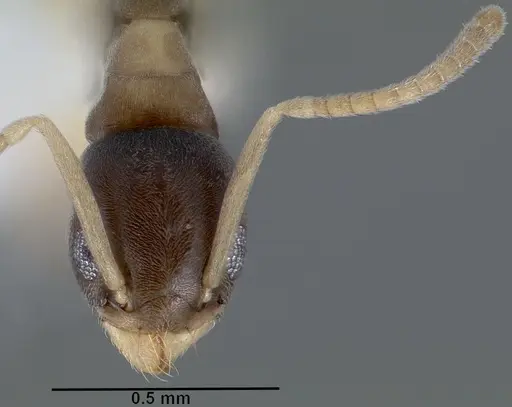 Tapinoma melanocephalum - CASENT0005325