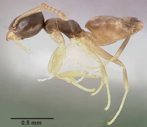 Tapinoma melanocephalum - CASENT0005325