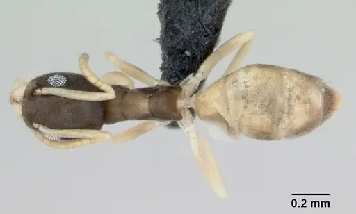Tapinoma melanocephalum - CASENT0008659