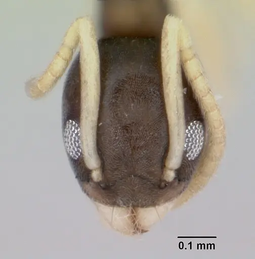 Tapinoma melanocephalum - CASENT0008659