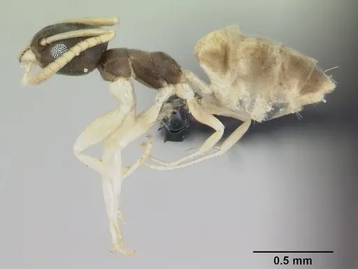 Tapinoma melanocephalum - CASENT0008659