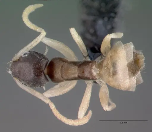 Tapinoma melanocephalum - CASENT0039787