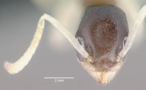 Tapinoma melanocephalum - CASENT0039787