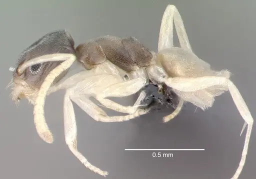 Tapinoma melanocephalum - CASENT0039787