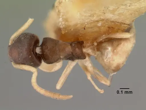 Tapinoma melanocephalum - CASENT0101468