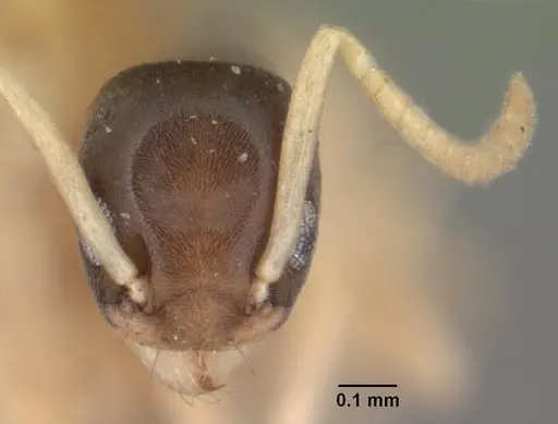 Tapinoma melanocephalum - CASENT0101468