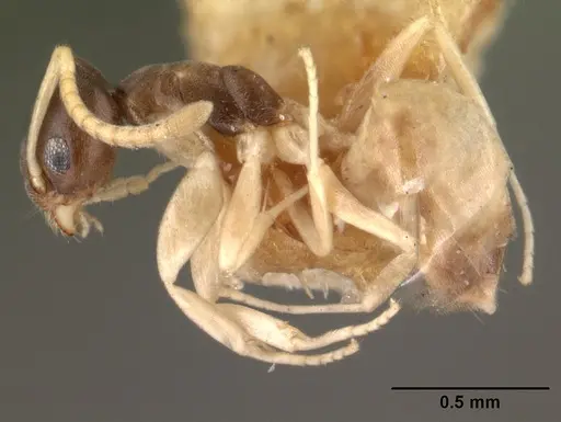 Tapinoma melanocephalum - CASENT0101468